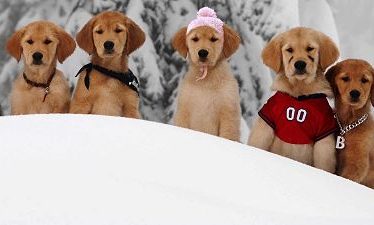 Snow Buddies Cachorros en la Nieve (2008)