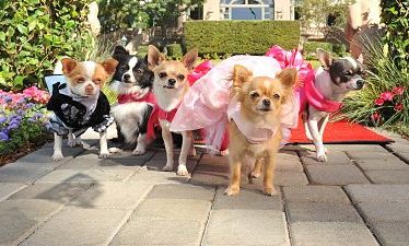 Una Chihuahua en Beverly Hills 3 (2012)