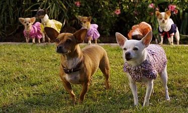 Una Chihuahua en Beverly Hills 2 (2011)