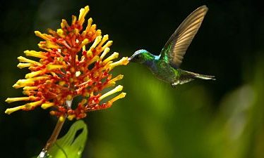 Disneynature: Alas de la Vida (2013)