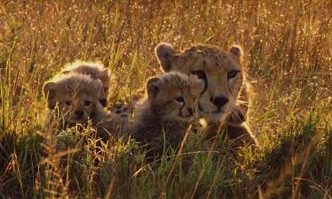 Disneynature: Felinos de África (2011)