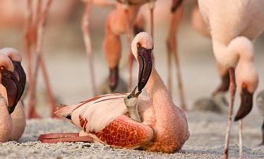 Disneynature: El misterio de los Flamencos (2008)